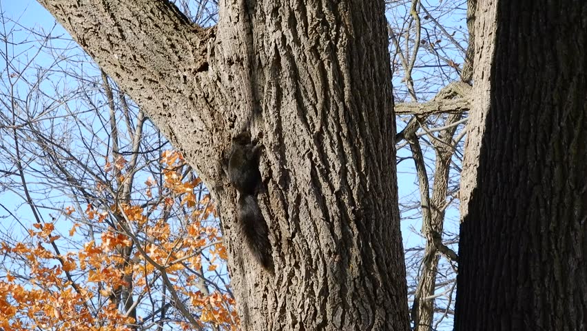 4 K Black Squirrel Running Up Tree