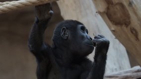 Cute western gorilla baby. (Gorilla gorilla). Endangered animal - Powered by Shutterstock - Get 15% off with code: PIKWIZARD15
