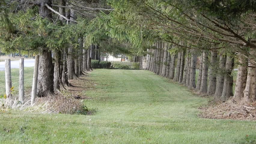 4K Wooden Evergreen Trees On Bothsides With Manicured Lawn In Middle And Blac