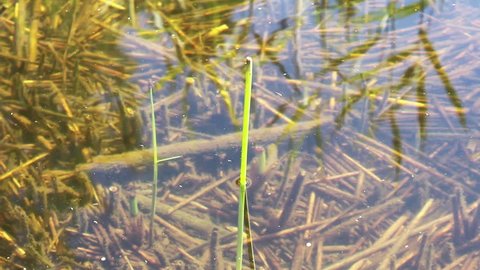 Small fish swimming by the camera in a lake. Broken reed fills the bottom of the lake.