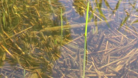 Water skipper skittering across the water, with a small fish swimming underneath.