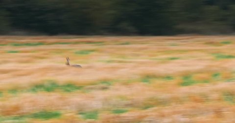 European hare running across a field of wheat