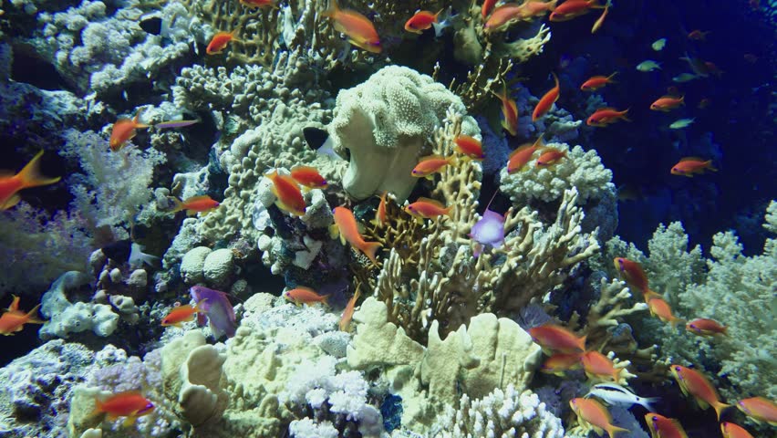 School of tropical fish in a colorful coral reef with water surface in background, Red sea, Egypt. 4k Royalty-Free Stock Footage #1019587582