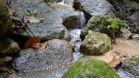 Small streams in tropical forest in Thailand , Panning video