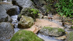 Small streams in tropical forest in Thailand , Panning video