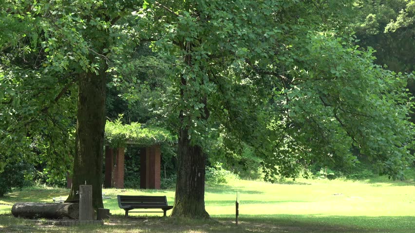 A bench in the forest park