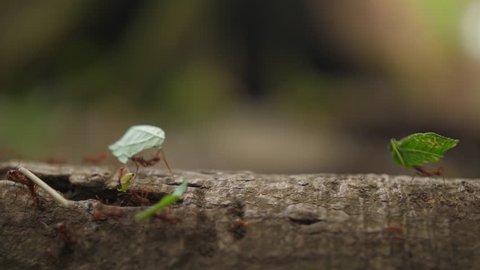 Close up shot on a colony of leaf cutter ants walking on a trunk Guiana