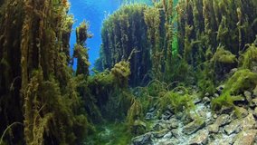 freshwater vegetation underwater river, Underwater freshwater.