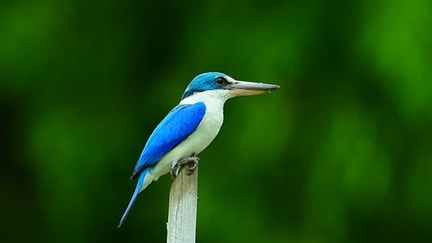 Collared kingfisher the bright blue and white bird with large beaks perched on dry wooden over blur green background, Todiramphus chloris