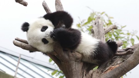 Little Pand Cub is Relaxing on the High Tree, Wolong Panda Base, Wenchuan District, China
