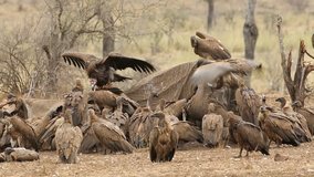 White-backed vultures (Gyps africanus) scavenging on a dead elephant, Kruger National Park, South Africa