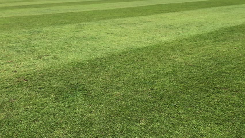 Soccer field grass, Football field grass
