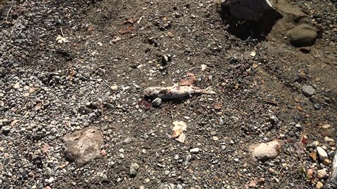 Zoom in on dead spawned salmon with flies crawling on it