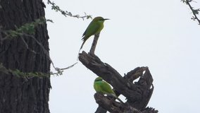 Couple Green Bee-eater full HD