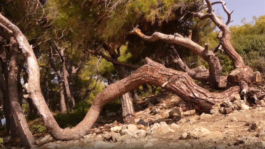 Mediterranean pine - forms an exotic forest on the coast.