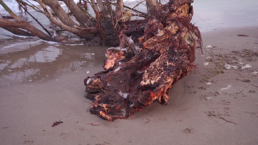 A tree brought to the beach by a storm