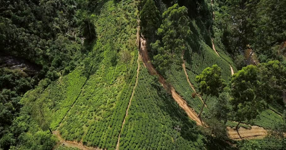 Great sunny landscape of green hills with tea plantations and buildings around them on Sri Lanka. There is a small river on the right side. Aerial video recording with forward motion.