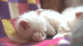 funny video whites two cats kittens playing are sleeping on lying on the bed. two kittens are fighting with indoors. lifestyle cat and kittens cats pet concept