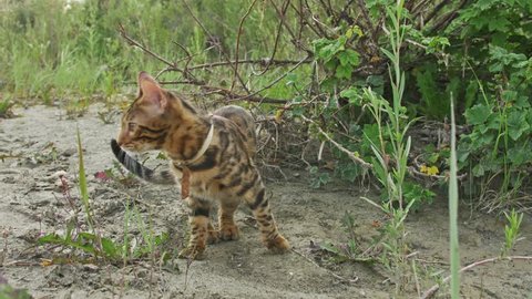 One cat bengal walks on the green grass. Bengal kitty learns to walk along the forest. Asian leopard cat tries to hide in the grass. Reed domesticated cat in nature. Domestic cat on beach near river.