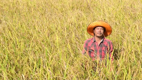 Happy farmer stand in rice field