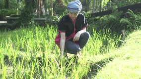 South East Asian ethnic woman with organic rice field in morning sun