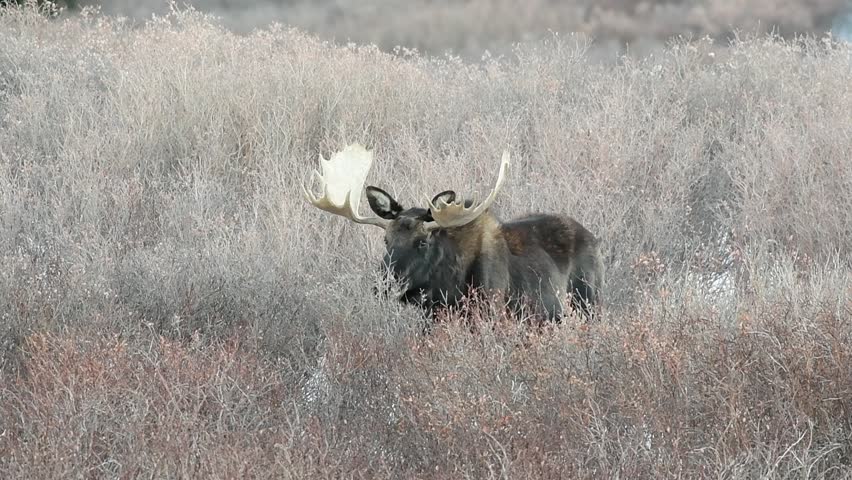 Large Bull Moose Foraging on Willows in the Rocky Mountains of Colorado