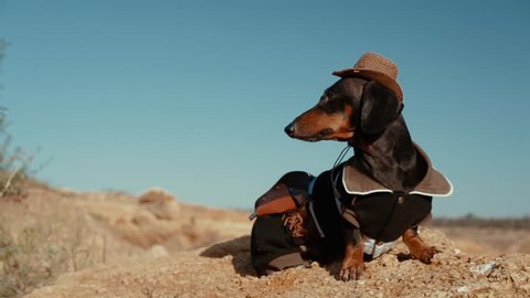 western cowboy sheriff   dachshund dog with gun, wearing american hat and cowboy costume outside in the desert, against the  sky