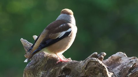 Hawfinch, Coccothraustes coccothraustes , Single bird on branch, Bulgaria, April 2017