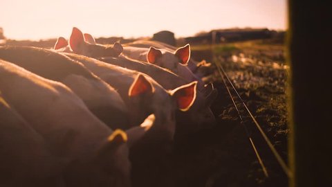 Pigs on a farm slow motion shot in evening sunshine