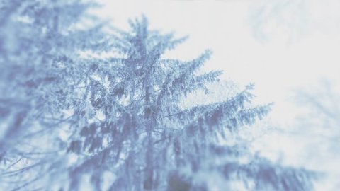 4K blurred video background of strong blizzard or snowfall in the winter spruce forest