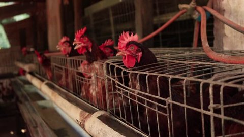 Chickens in the cage farm in Brazil