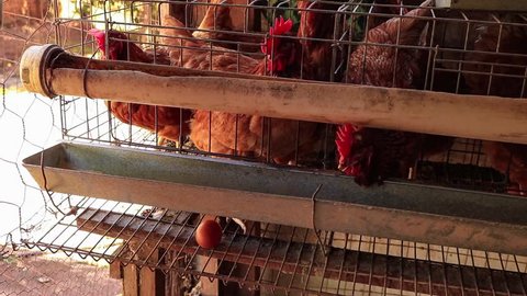 Chickens in the cage farm in Brazil