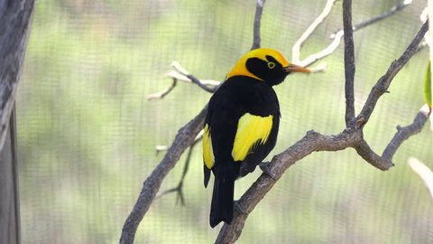 rear view of a beautiful male regent bowerbird at a walk-in avairy in new south wales, australia