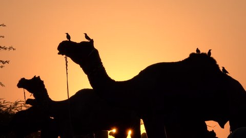 Birds sitting on camels at sunset in Pushkar, Rajasthan, India