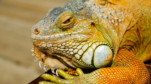 Sleeping dragon. Close-up portrait of a resting vibrant Lizard. Selective focus. Green Iguanas are native to tropical areas of Mexico, Central America, South America, and the Caribbean