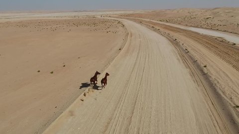 Aerial view two horses running free in the desert of Al Khatim in Abu Dhabi. U.A.E.