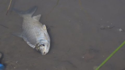 Fish Streaked Prochilod (Prochilodus lineatus) Dying at Polluted Waters of Rio de la Plata, Buenos Aires, Argentina. 