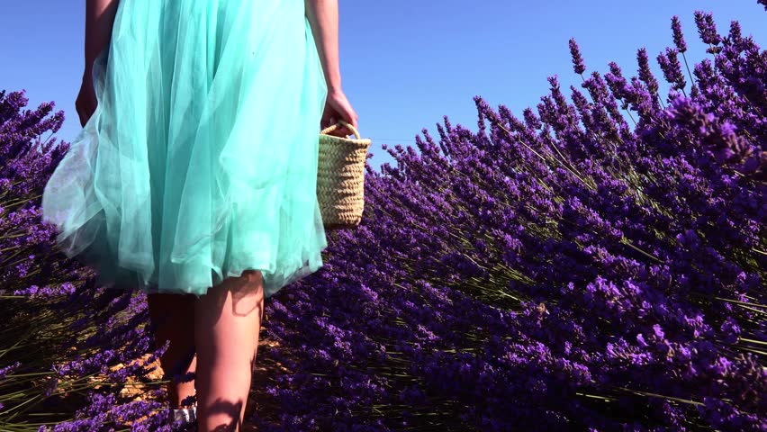 A girl walks with a basket on a lavender field