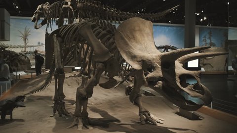Drumheller, Alberta / Canada - 06 06 2018: Drumheller, Alberta, June 2018 – Dinosaurs in Royal Tyrell museum.