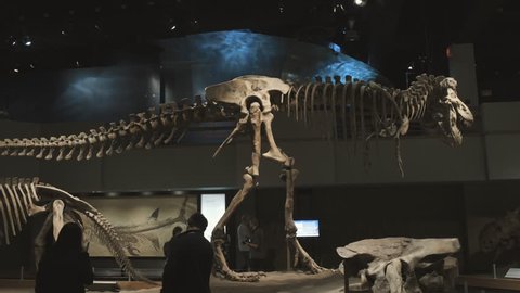 Drumheller, Alberta / Canada - 06 06 2018: Drumheller, Alberta, June 2018 – Dinosaurs in Royal Tyrell museum.