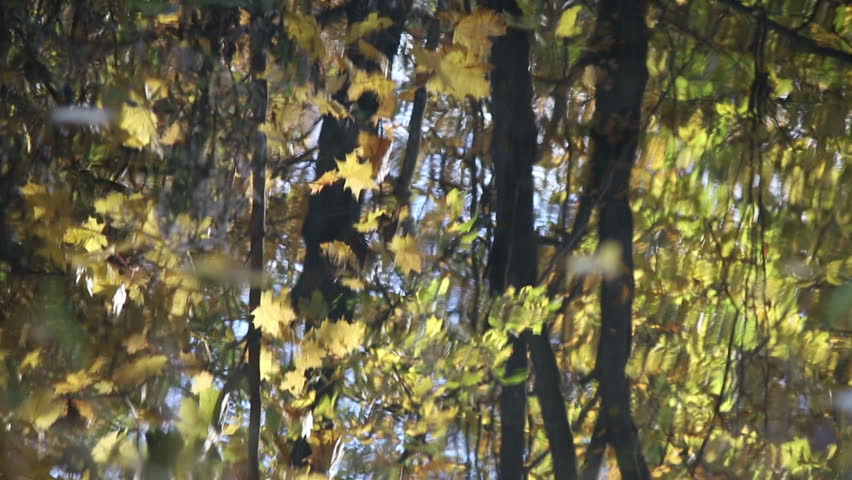 Blurred reflections of colorful autumn trees in a park
