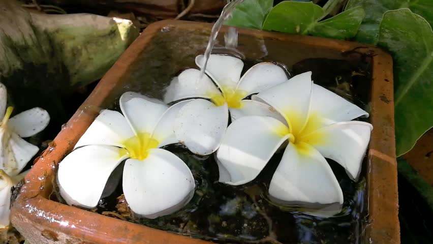 Watering the flowers in a great free down blouse video