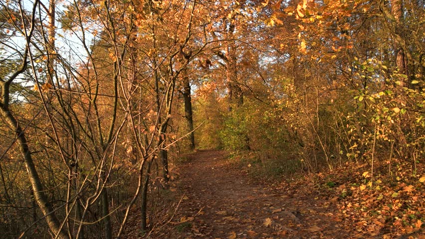 Woman walking in park, back view. Rear view girl resting in autumn forest. Enjoying autumn scenery.