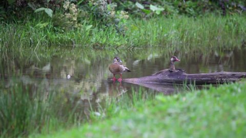Two Brazilian Teal perched on a trunk inside a lake scene. One of the birds moves its head and cleans the feathers. The other bird looks around, starts to swim and also wipes the feathers.