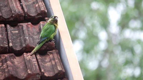 Maroon-bellied Parakeet perched on a construction scene. The bird looks around and and starts walking. Video recorded in Southeast of Brazil. Atlantic Forest Biome. 