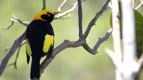 close up of a regent bowerbird in a walk-in avairy on the new south wales, australia