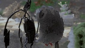 African Grey parrot sitting on a metal swing toy hanging in the house backyard. In slow motion.