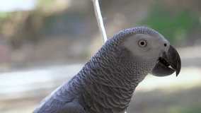 Close-up footage of African Grey parrot looking at camera. In slow motion.