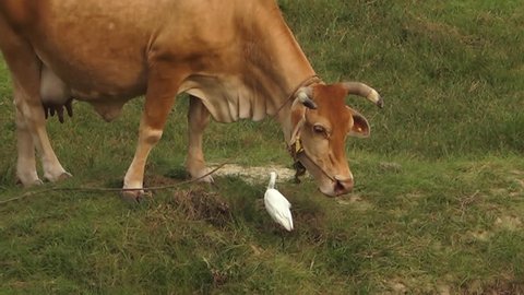 Two Dogs Having Sex Stock Photo 745294063 | Shutterstock