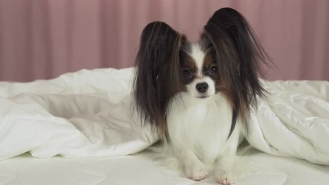 Beautiful dog Papillon lies under a blanket on the bed and looks around 